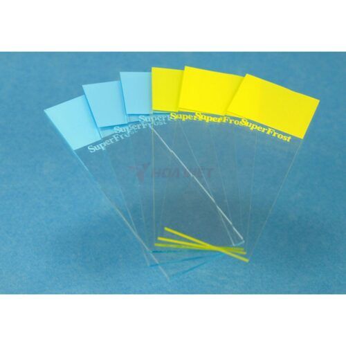 Lam kính thủy tinh Assistent 76x26mm có CE vàng Lam kính thủy tinh Assistent 76x26mm có CE vàng
